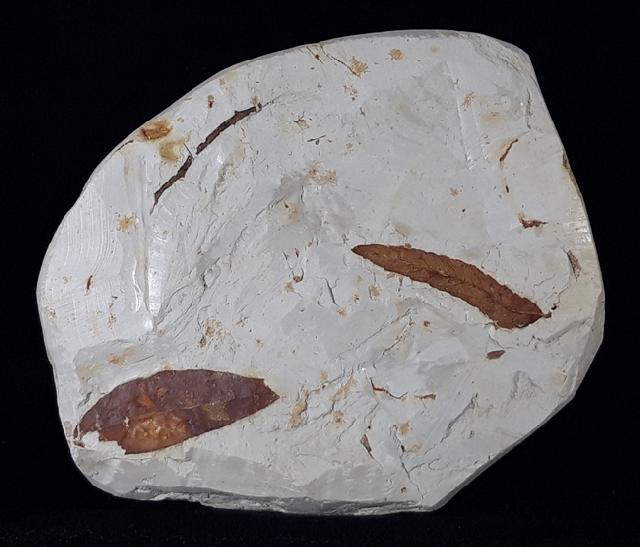 Myrica lignitum (UNGER 1847) & Daphnogene polymorpha ETTINGSHAUSEN 1851 - Bild © FossNet FossilienStore
